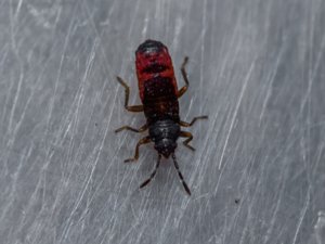 Ischnodemus sabuleti - European Cinchbug