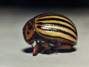 Leptinotarsa decemlineata - Colorado Beetle - koloradobagge