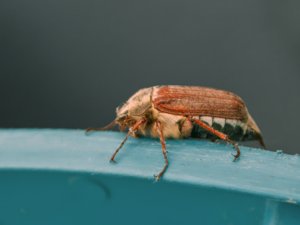 Melolontha melolontha - Common Cockchafer - ollonborre