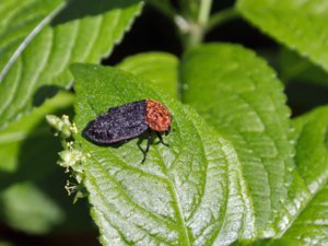 Oiceoptoma thoracicum - Red-breasted Carrion Beetle - rödsköldad asbagge