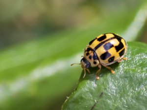 Propylea quatuordecimpunctata - 14-spot Ladybird - schackbrädspiga