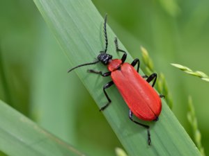 Pyrochroa coccinea - Black-headed Cardinal Beetle - stor kardinalbagge