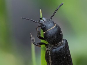 Spondylis buprestoides - Black Longicorn Beetle - bitbock
