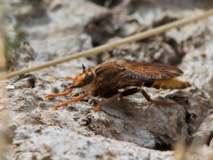 Asilus crabroniformis - Hornet Robberfly - getingrovfluga