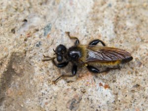 Laphria flava - Bumblebee Robberfly - rovfluga