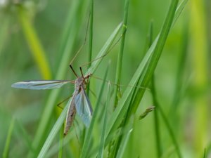 Tipula olerace - Marsh Crane Fly - kålharkrank