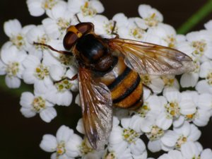 Volucella inanis - Lesser Hornet Hoverfly - bålgetingblomfluga