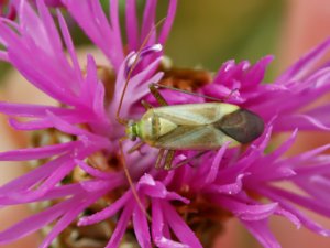 Adelphocoris lineolatus - Lucerne Bug