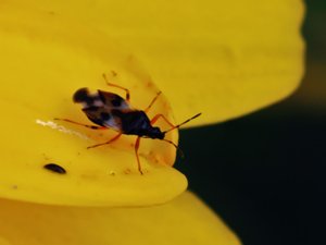 Anthocoris nemorum - Common Flowerbug - allmänt näbbstinkfly