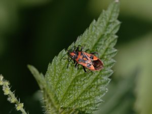 Corizus hyoscyami - Cinnamon Bug - rödlus