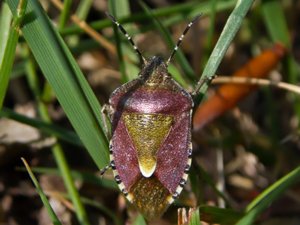 Dolycoris baccarum - Sloe Bug - hårig bärfis