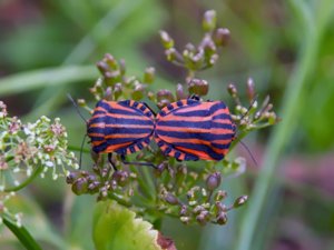 Graphosoma lineatum - Red and Black Striped Stink Bug - strimlus