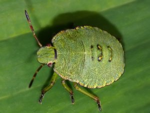 Palomena prasina - Green Shield Bug - grön bärfis