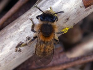 Andrena praecox - Small Sallow Mining Bee - vårsandbi