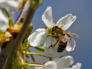 Apis mellifera - European Honey Bee - honungsbi