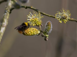 Bombus pratorum - Early Bumblebee - ängshumla