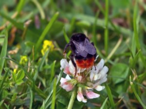 Bombus rupestris - Cuckoo bumblebee - stensnylthumla