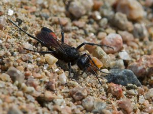 Podalonia hirsuta - Hairy Sand Wasp