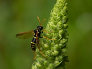 Tenthredo scrophulariae - Figwort sawfly