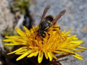 Vespula vulgaris - Common Wasp - vanlig geting