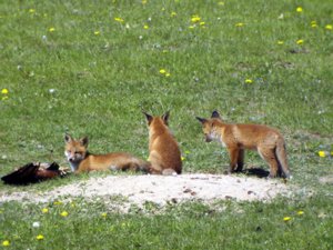 Vulpes vulpes - Red Fox - rödräv