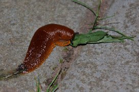 Arion vulgaris - Vulgar Slug - mördarsnigel