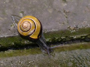 Cepaea nemoralis - Brown-lipped Snail - parksnäcka
