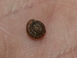 Discus rotundatus - Rounded Snail - fläckdisksnäcka