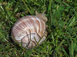 Helix pomatia - Roman Snail - vinbergssnäcka