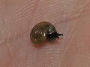 Oxychilus alliarius - Garlic Snail - löksnäcka