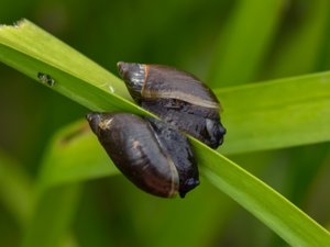 Oxyloma elegans - Pfeiffer's Amber Snail - mindre bärnstenssnäcka