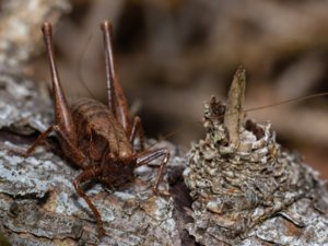 Pholidoptera griseoaptera - Dark Bush-cricket - buskvårtbitare