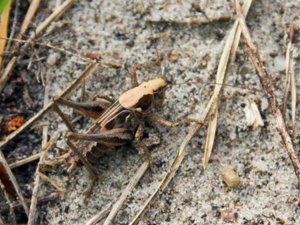 Platycleis albopunctata - Grey Bush-cricket - grå vårtbitare
