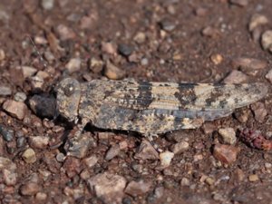 Sphingonotus caerulans - Blue-winged Sand Grasshopper - blåvingad gräshoppa