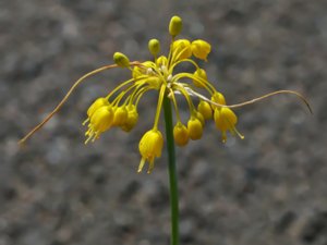 Allium flavum - Yellow-flowered Garlic - dagglök