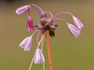 Allium oleraceum - Field Garlic - backlök