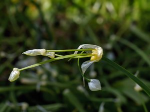 Allium paradoxum - Few-flowered Garlic - snödroppslök