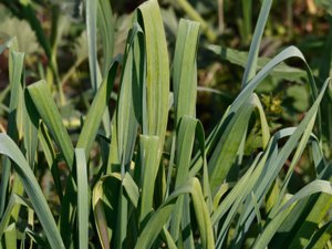 Allium sativum - Garlic - vitlök