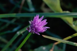 Allium schoenoprasum - Chives - gräslök