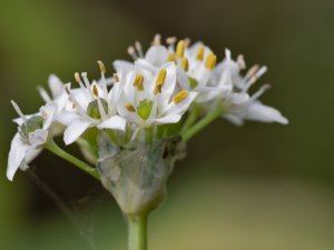 Allium tuberosum - Chinese Chives - kinesisk gräslök