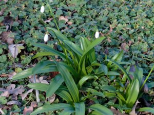 Galanthus woronowii - Green Snowdrop - grön snödroppe