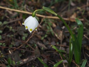 Leucojum vernum - Spring Snowflake - snöklocka