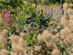 Cotinus coggygria - Smoke-tree - perukbuske