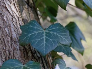 Hedera hibernica - Atlantic Ivy - storbladig murgröna