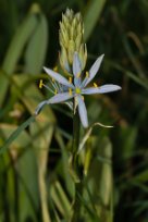 Camassia quamash - Common Camash - ätlig stjärnhyacint