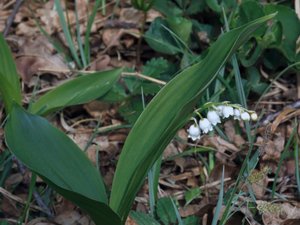Convallaria majalis - Lily-of-the-valley - liljekonvalj