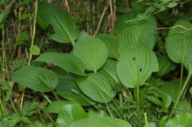 Hosta plantaginea - Fragrant Plantain-lily - doftfunkia