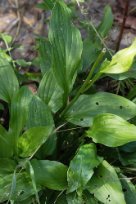 Hosta rectifolia - Straight-leaved Plantain-lily - styvfunkia