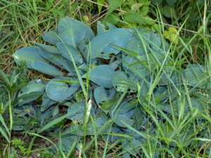 Hosta sieboldiana - Siebold's Plantain-lily - daggfunkia