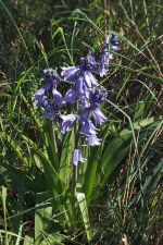 Hyacinthoides × massartiana - Hybrid Bluebell - hybridklockhyacint